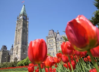 Keuken spatwand met foto Parlement van Canada, rode tulpen, Ottawa © vlad_g