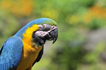 ルリコンゴウインコ