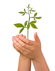 sprout in palms as a symbol of nature protection