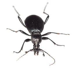 Ground beetle, cychrus caraboides