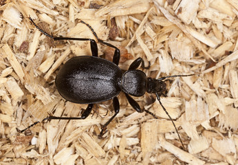 Ground beetle, cychrus caraboides