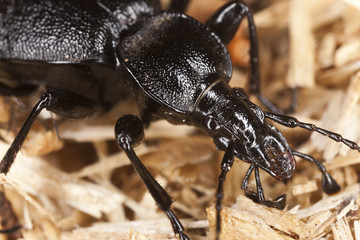 Ground beetle, cychrus caraboides