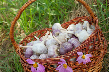 Wicker basket with garlic on the grass