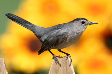 Gray Catbird (Dumetella carolinensis)