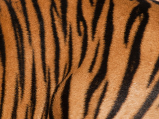 Obraz premium Zamknij się tygrysa