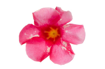 Pink flowering Mandevilla