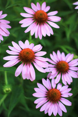 Echinacea