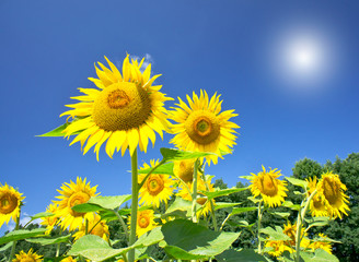 Fine sunflowers and fun sun in the sky.