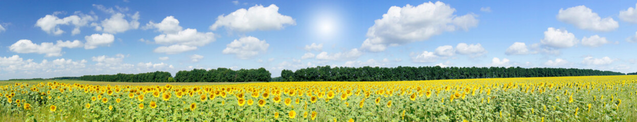 Plantation of golden sunflowers.