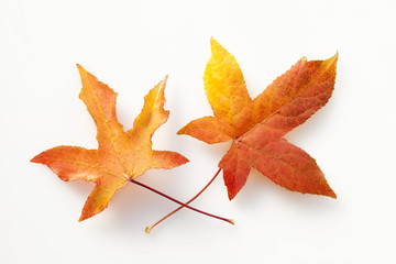 唐楓の紅葉の葉