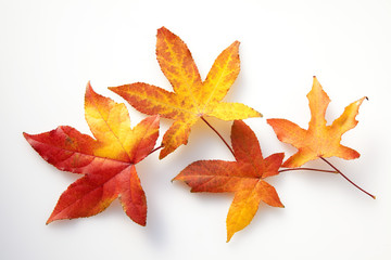 唐楓の紅葉の葉