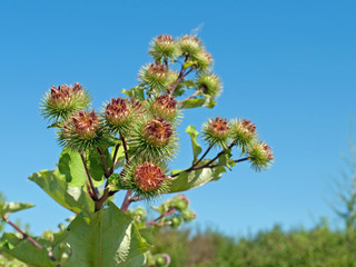 Klette - Arctium