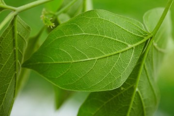 green leaves