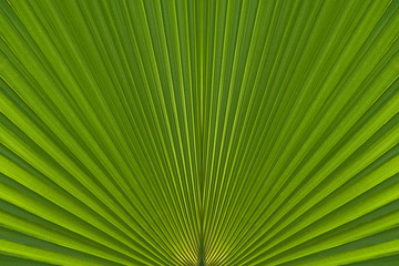 Fototapeta premium Texture of green leaf