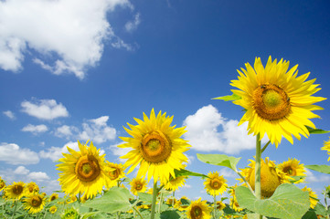 Fun sunflowers growth against blue sky.