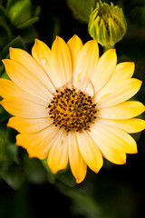 Sun flower