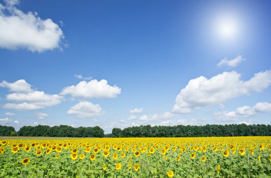 Image of golden sunflowers.