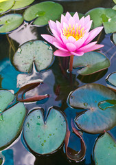 Lys roses et feuille de lotus sur l& 39 eau.