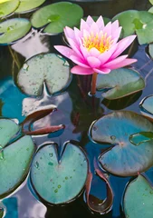 Papier Peint photo autocollant Nénuphars Lys roses et feuille de lotus sur l& 39 eau.