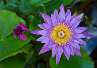 Purple lotus in bud and bloom.