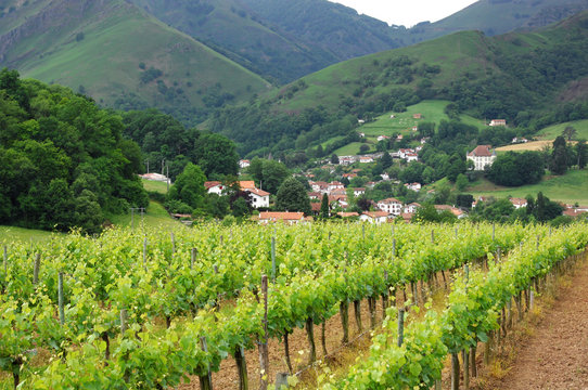Vignoble d'Iroul&eacute;guy, Pays Basque