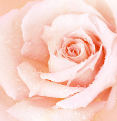 Panele Szklane Podświetlane  Różowe mokre różowe tło