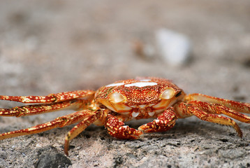 Crabe