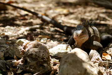 Iguane des antilles