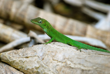 Lézard