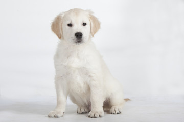 Obraz premium golden retriever assis