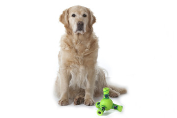 golden retriever et son sex toy