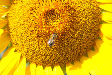 Small bee on a big sunflower