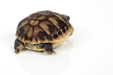 Schildkröte von hinten
