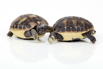 Obraz premium Zwei Schildkrötenbabys