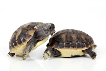 Zwei junge Schildkröten