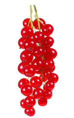 red currant