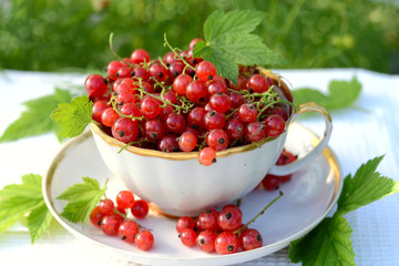 Redcurrants in cup
