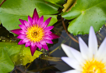 Many small lotus flowers are purple with white.