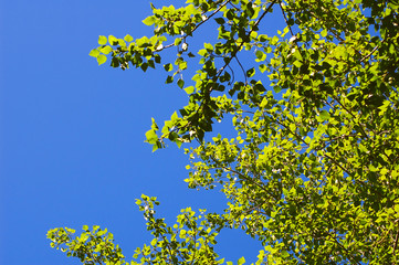Fototapeta premium green foliage on the sky background