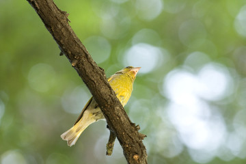 Greenfinch (Carduelis cholis)