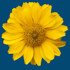 Sonnenauge isoliert auf Blau