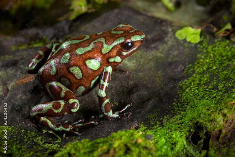 Wall mural golden poison dart frog