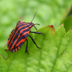 Streifenwanze (Graphosoma lineatum) auf Erdbeerblatt