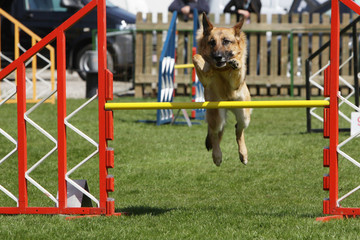 berger allemand sautant la haie d'un parcours d'agility
