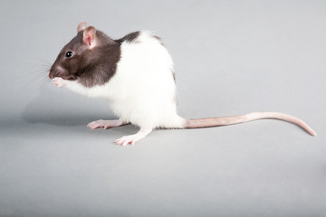 laboratory rat