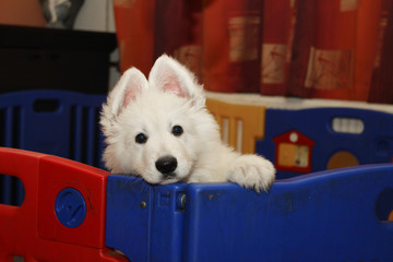 chiot très vif dans son parc de jeu