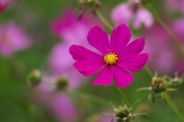 Obraz premium wild summer flowers