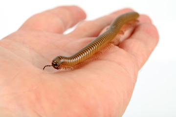 Tausendfüßer auf der Hand