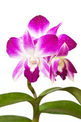 violet orchids on white background
