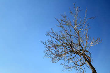 autumn winter tree branches  in blue sky